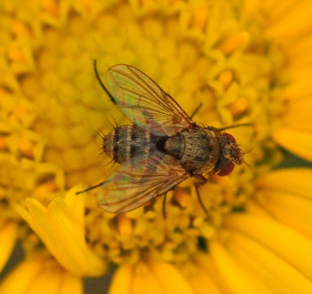 Altra diptera da Id.